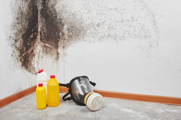 Best Residential Mold Removal  in Acton, CA