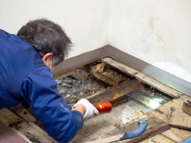 Best Black Mold Removal  in Acton, CA