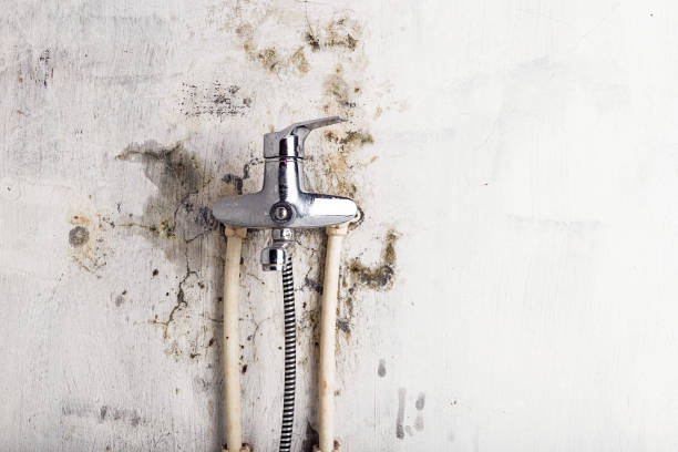 Best Black Mold Removal  in Acton, CA
