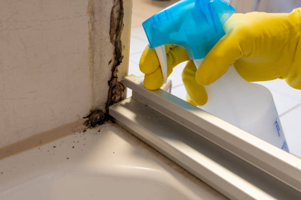 Best Commercial Mold Removal  in Acton, CA