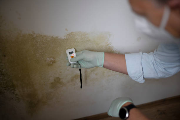 Best Certified Mold Removal  in Acton, CA
