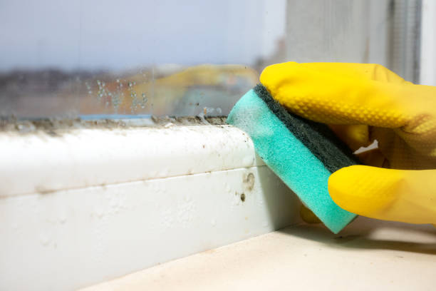 Best Mold Testing  in Acton, CA