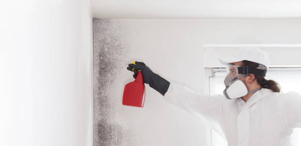 Best Attic Mold Removal  in Acton, CA