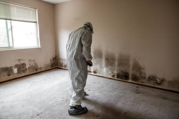 Best Crawl Space Mold Removal  in Acton, CA