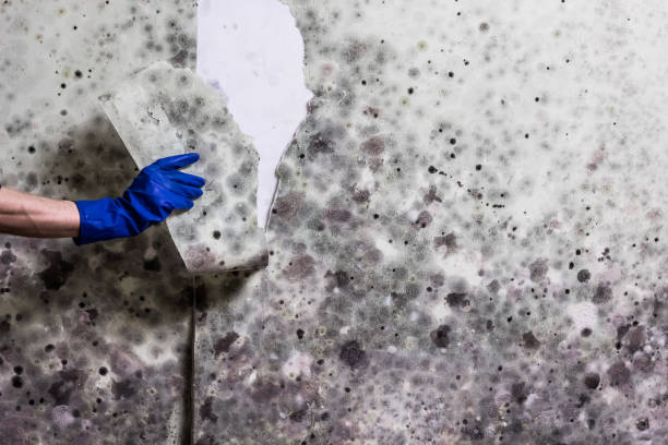 Best Mold Testing  in Acton, CA