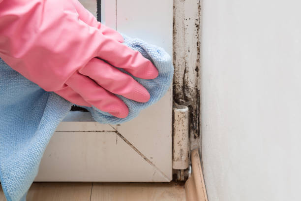 Best Toxic Mold Removal  in Acton, CA